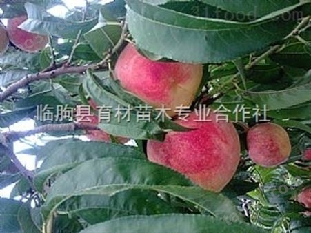 晚熟脆甜桃树品种介绍