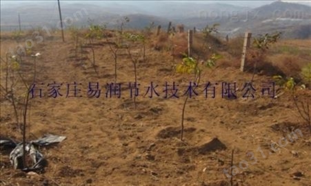 米易县果园节水灌溉/小管出流/甜杏滴灌技术